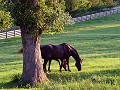 Bridlewood Equestrian Oklahoma